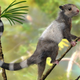 Artist’s impression of the mouse-sized Xianshou Songae, a tree-dweller in Jurassic forests. (Illustration by Zhao Chuang)